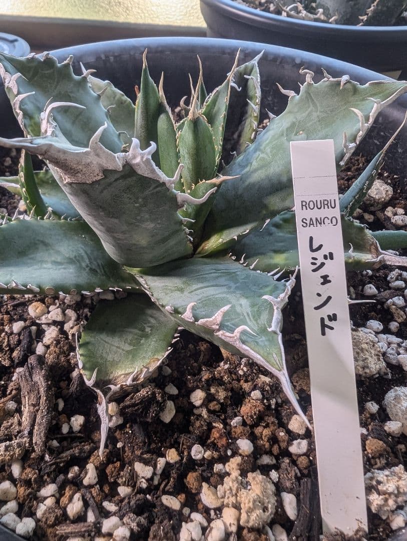 アガベ　チタノタ　「レジェンド」（発根管理中）
