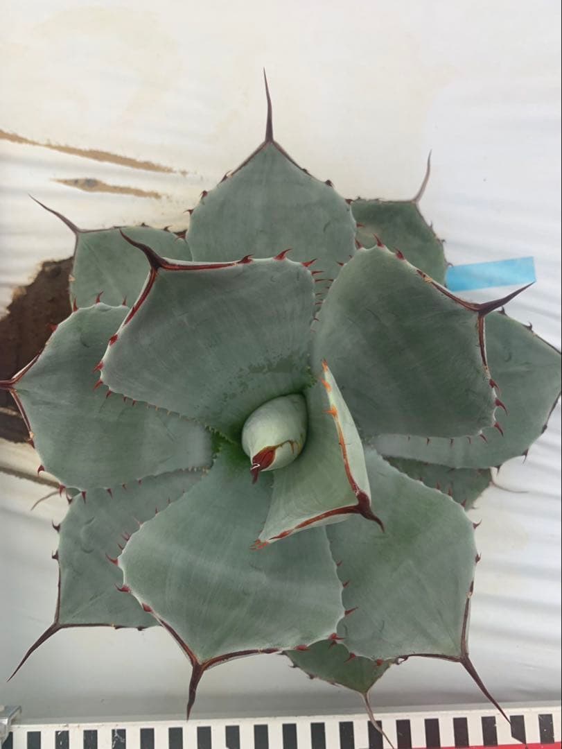 アガベ　トランカータ