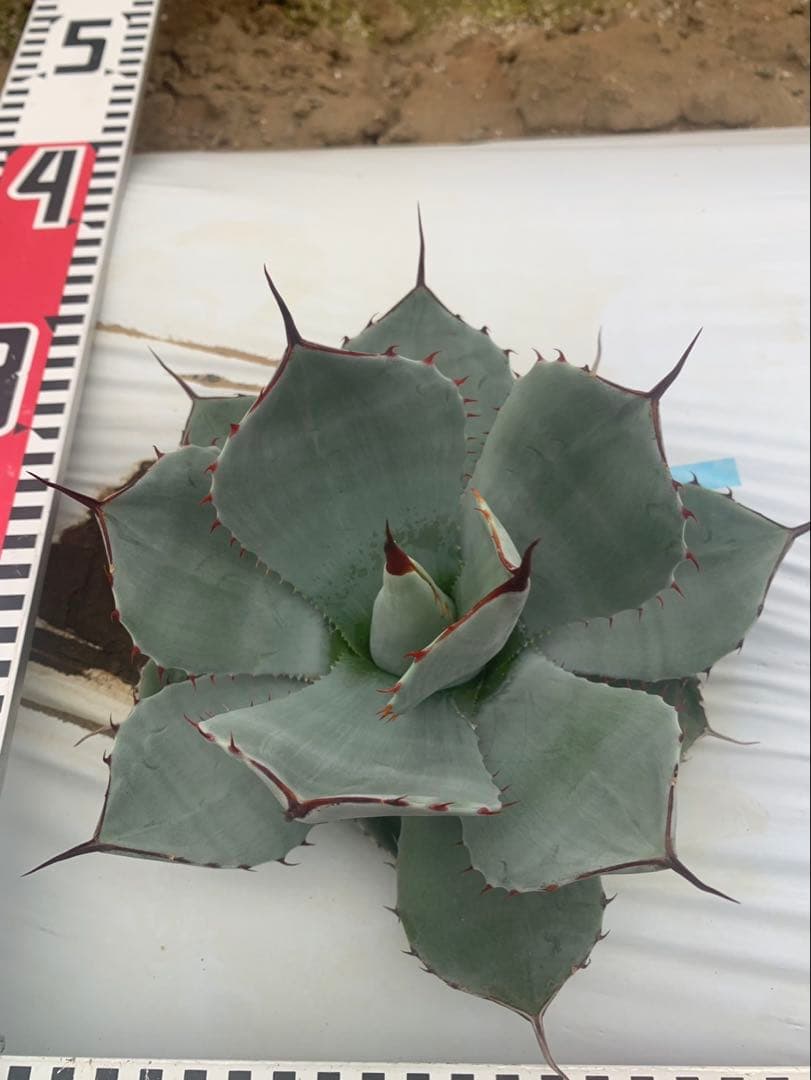 アガベ　トランカータ