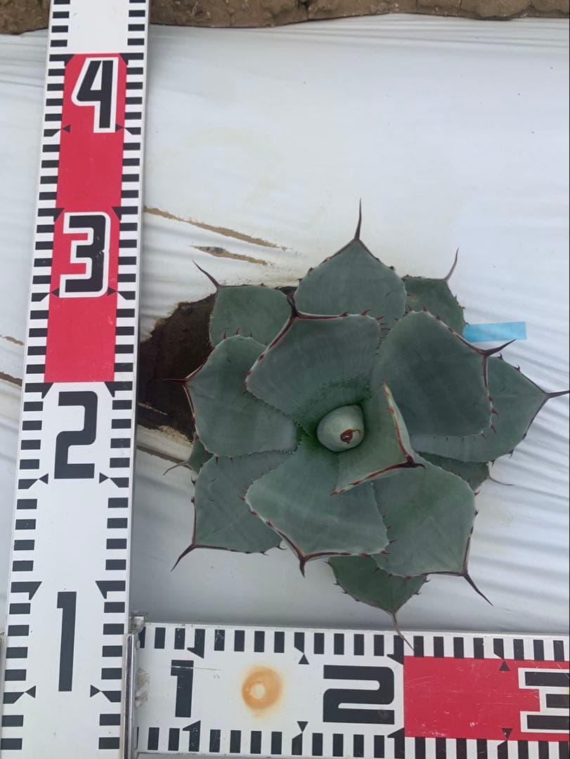 アガベ　トランカータ