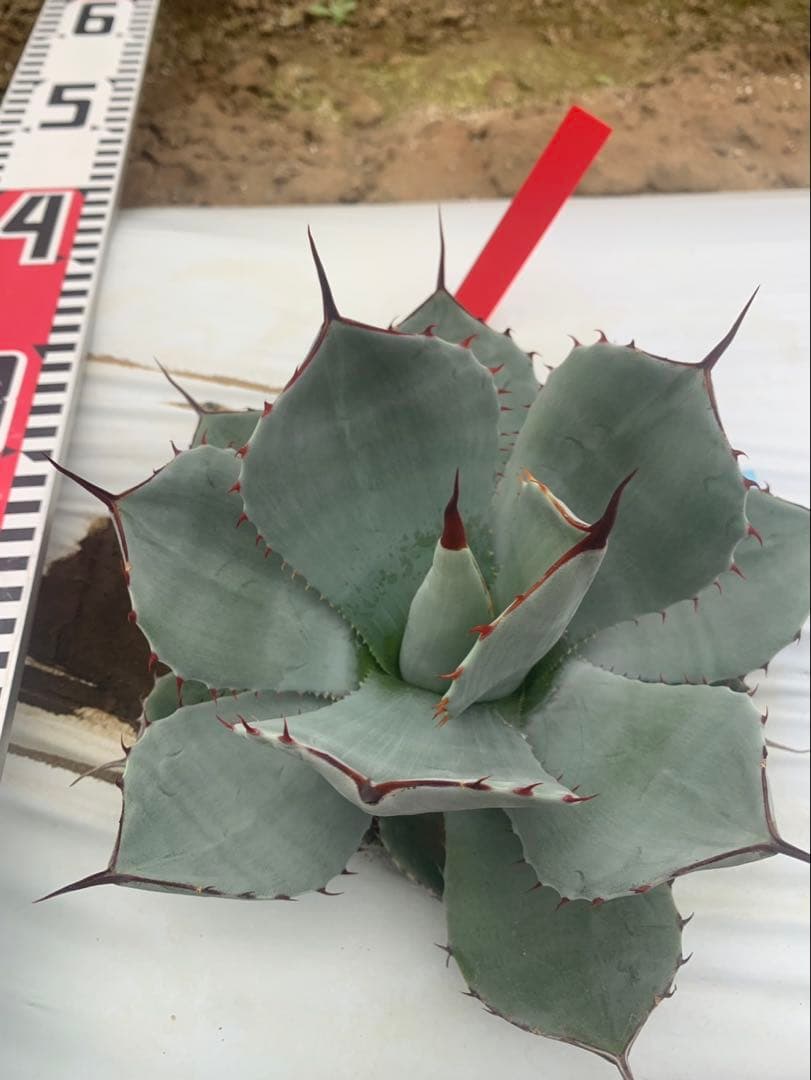 アガベ　トランカータ