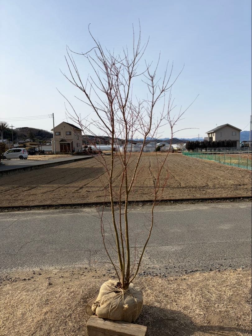 イロハモミジ 自然樹形 本株立ち 4本立ち