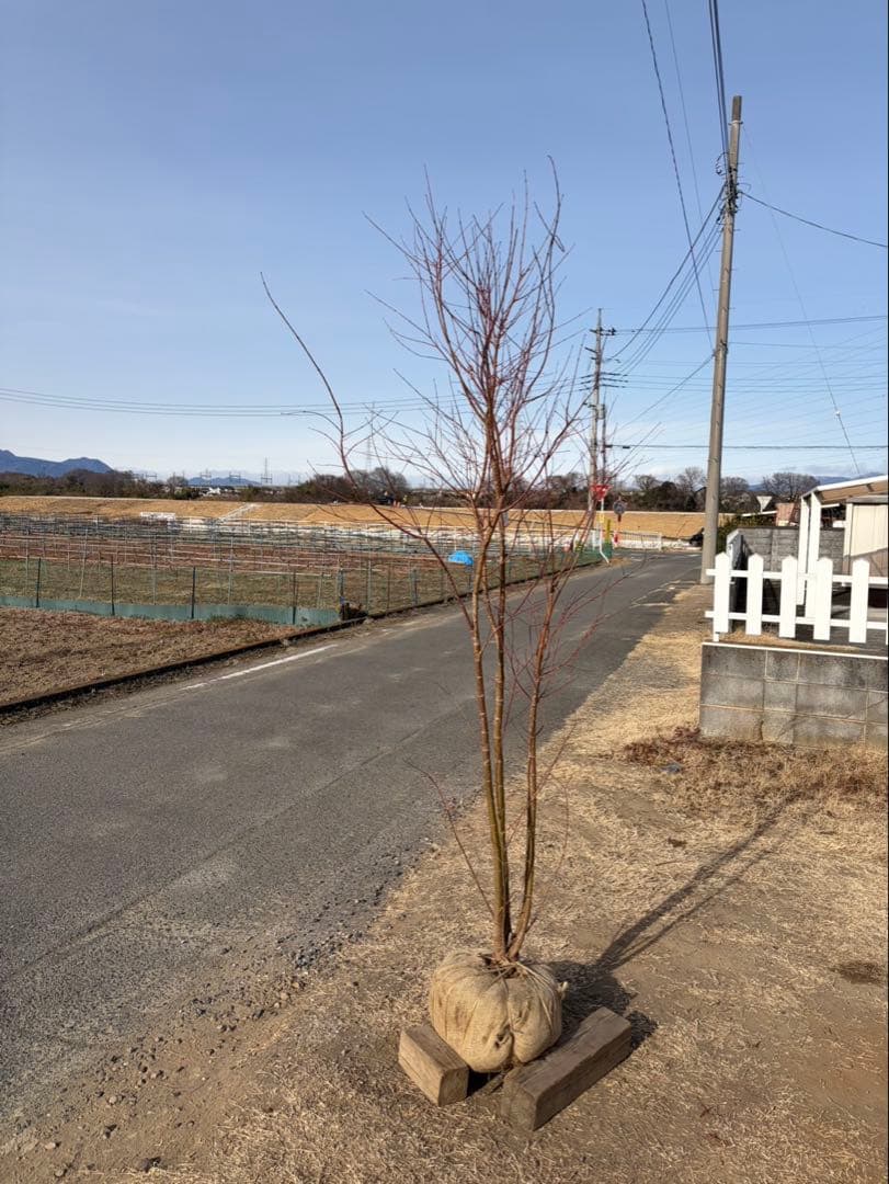 イロハモミジ 自然樹形 本株立ち 4本立ち
