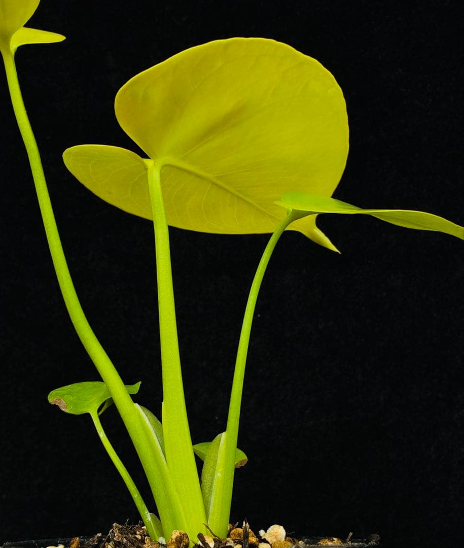 モンステラ　デリシオーサ ‘Gold Monster’ 新種　黄金葉　中小株