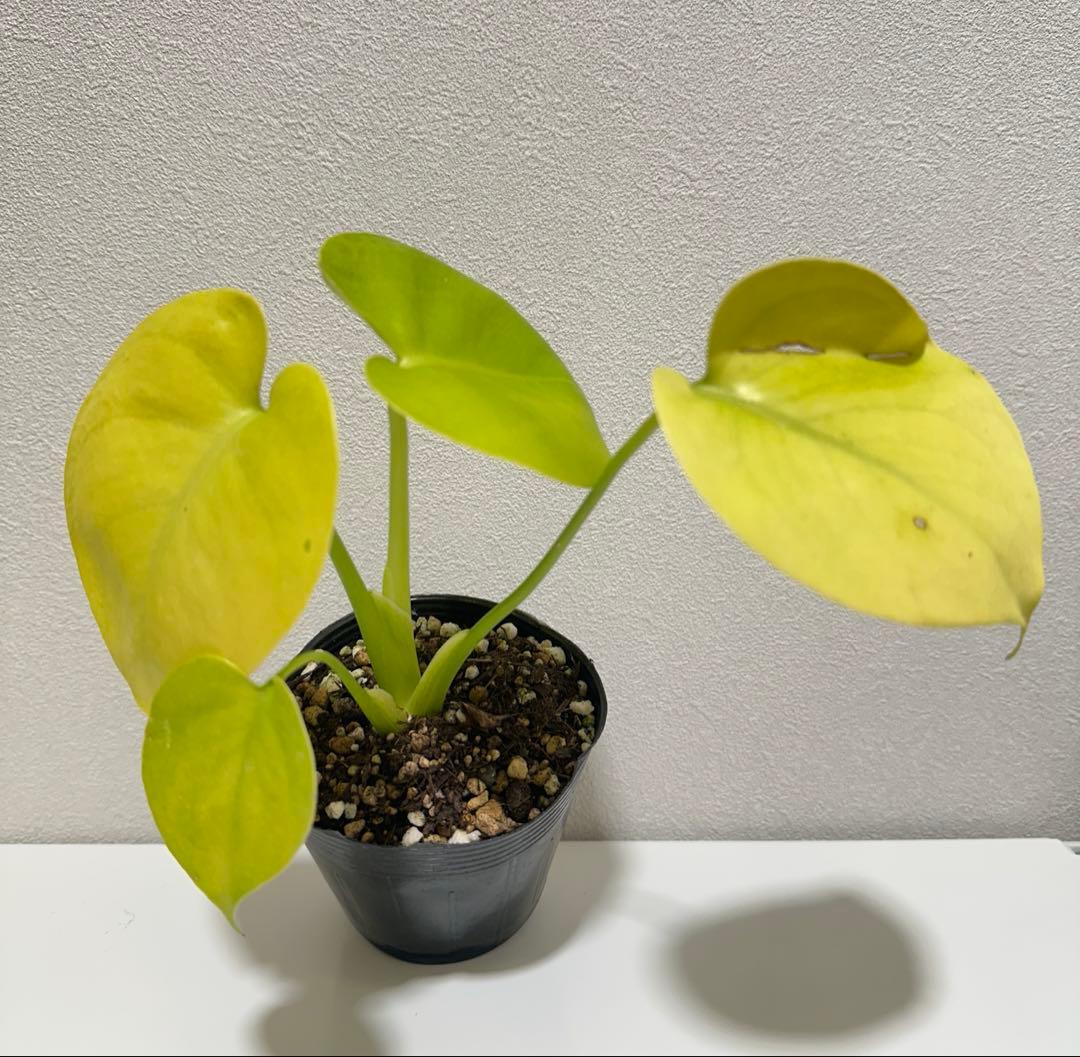 モンステラ　デリシオーサ ‘Gold Monster’ 新種　黄金葉　中小株