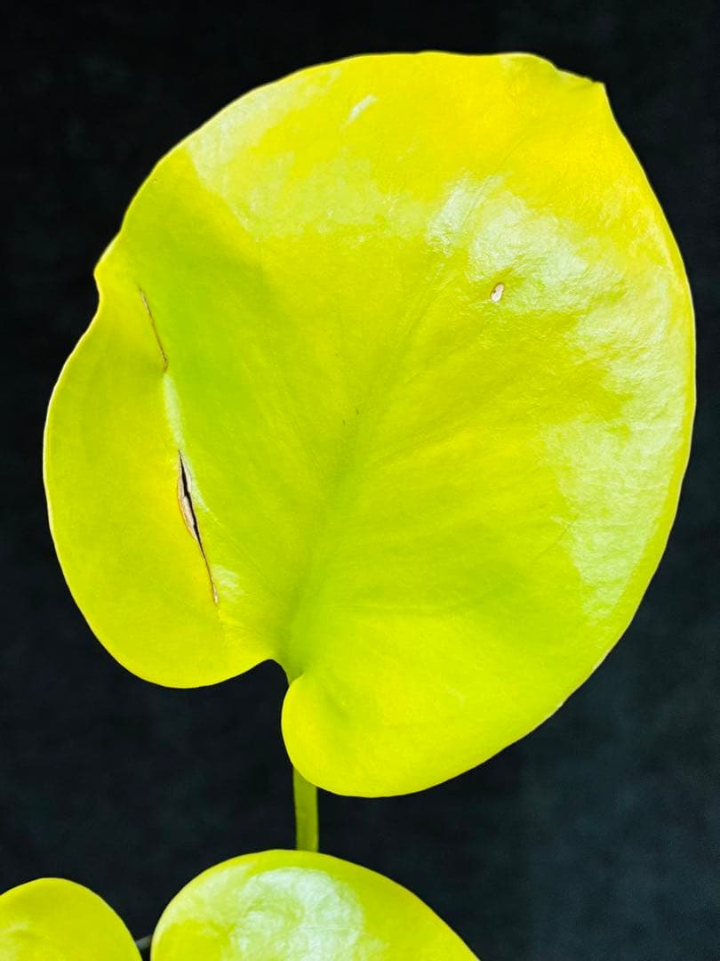 モンステラ　デリシオーサ ‘Gold Monster’ 新種　黄金葉　中小株