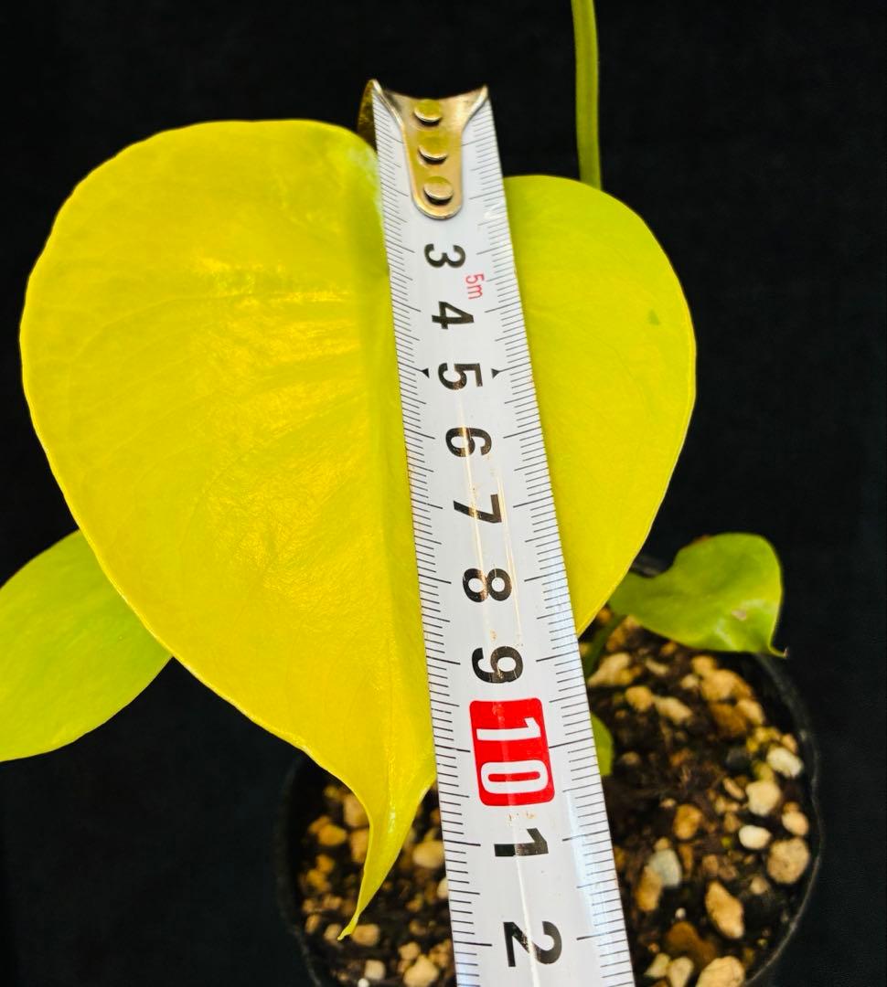 モンステラ　デリシオーサ ‘Gold Monster’ 新種　黄金葉　中小株