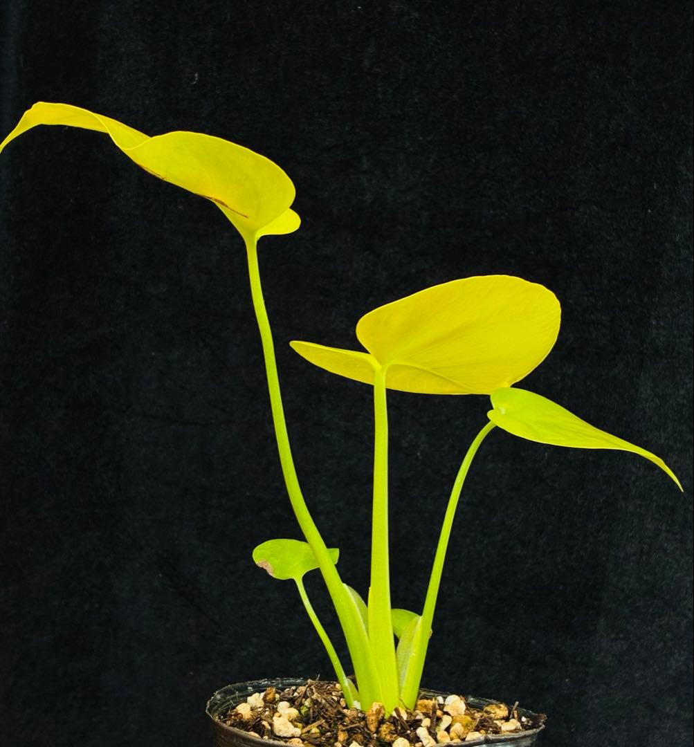 モンステラ　デリシオーサ ‘Gold Monster’ 新種　黄金葉　中小株