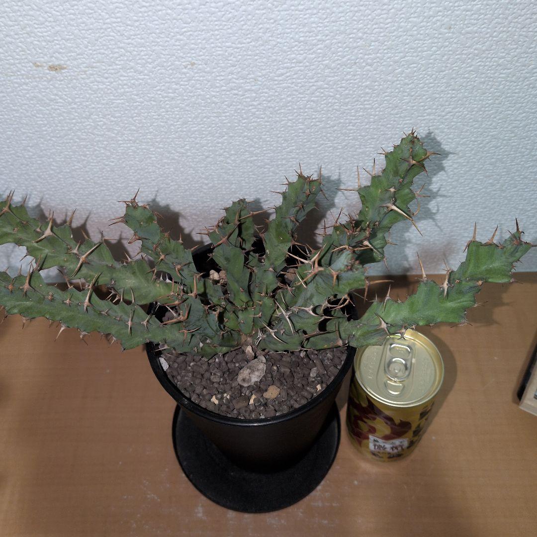 ユーフォルビア　クラビゲラ　大株 実生（鉢付き)