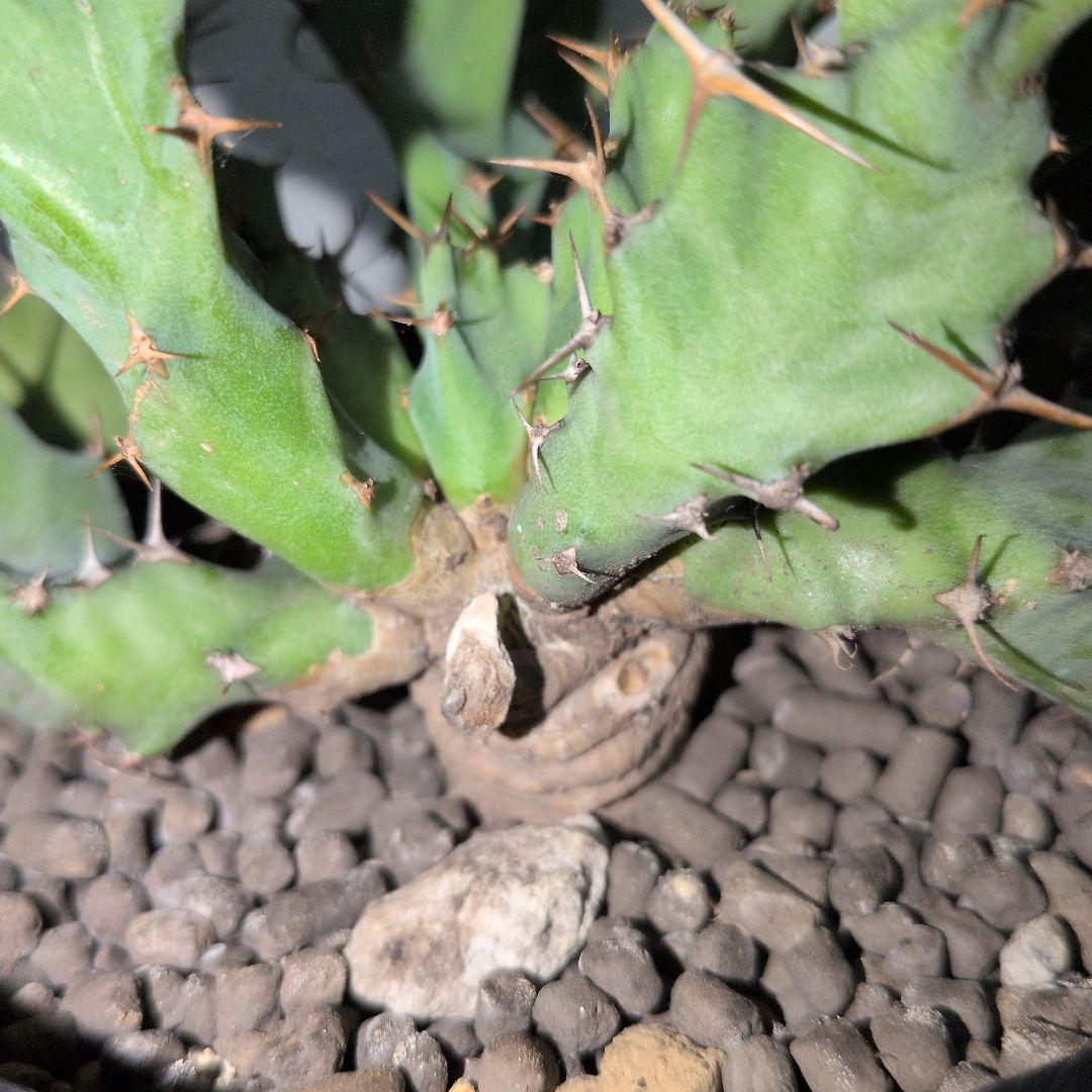 ユーフォルビア　クラビゲラ　大株 実生（鉢付き)