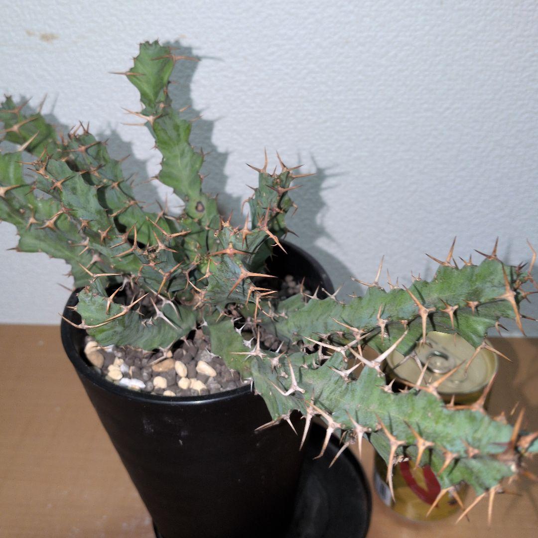 ユーフォルビア　クラビゲラ　大株 実生（鉢付き)