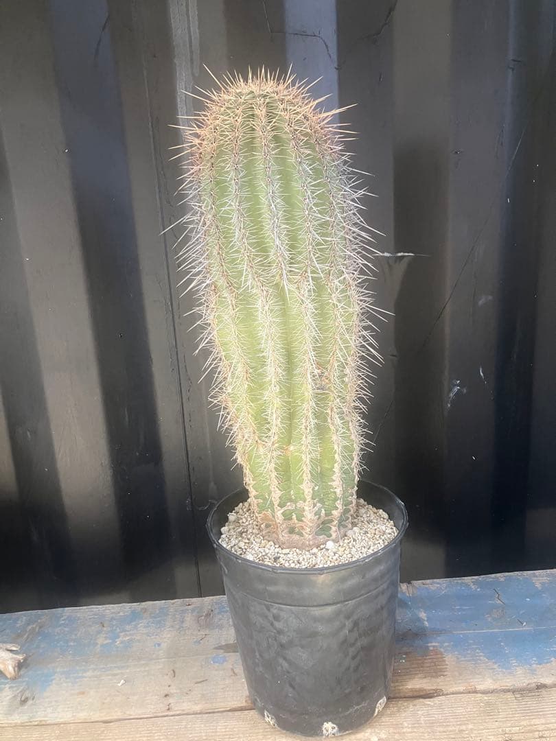 cova　サボテン　弁慶柱　ロックガーデン　ドライガーデン　武倫柱