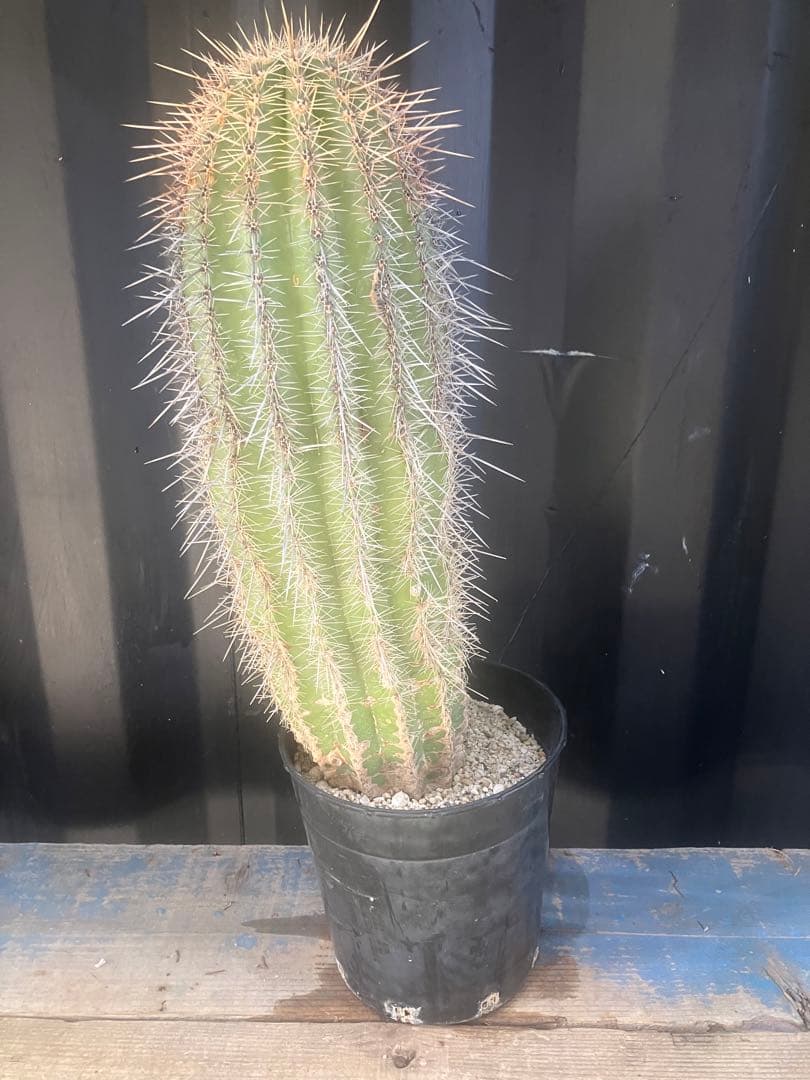 cova　サボテン　弁慶柱　ロックガーデン　ドライガーデン　武倫柱