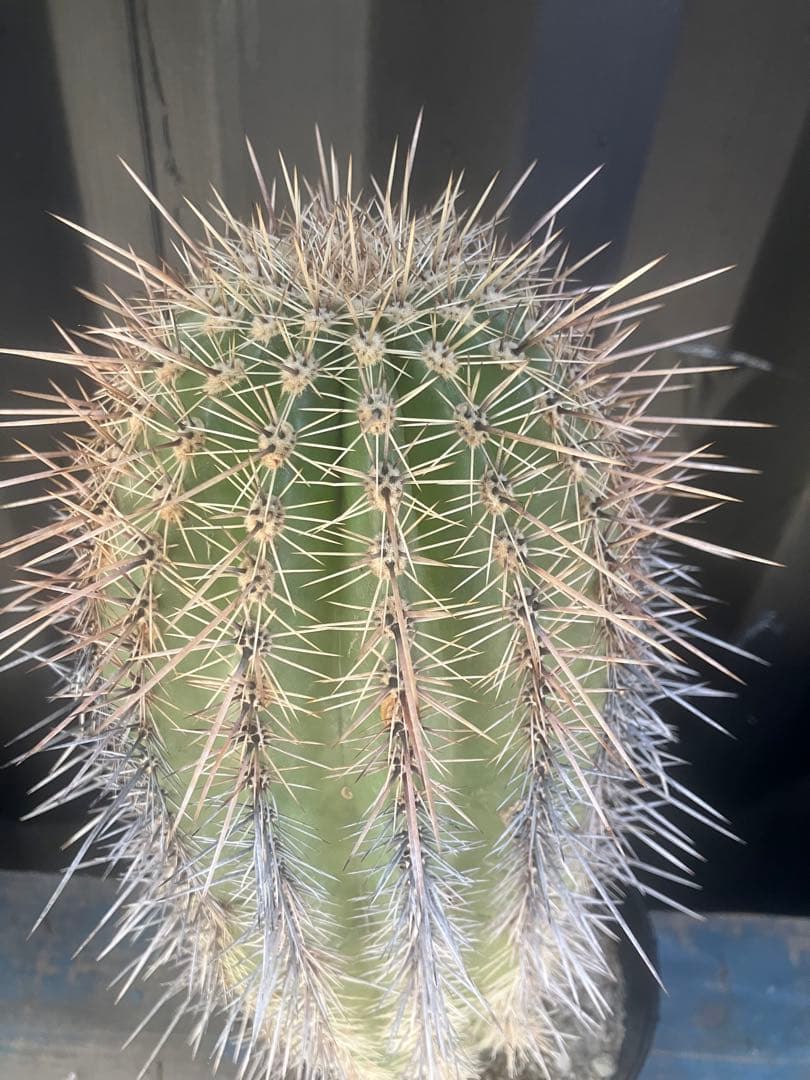 cova　サボテン　弁慶柱　ロックガーデン　ドライガーデン　武倫柱