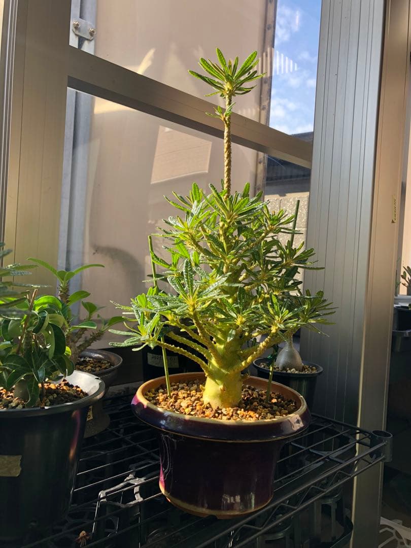 ドルステニア ギガス ブラータ 鉢植え　①