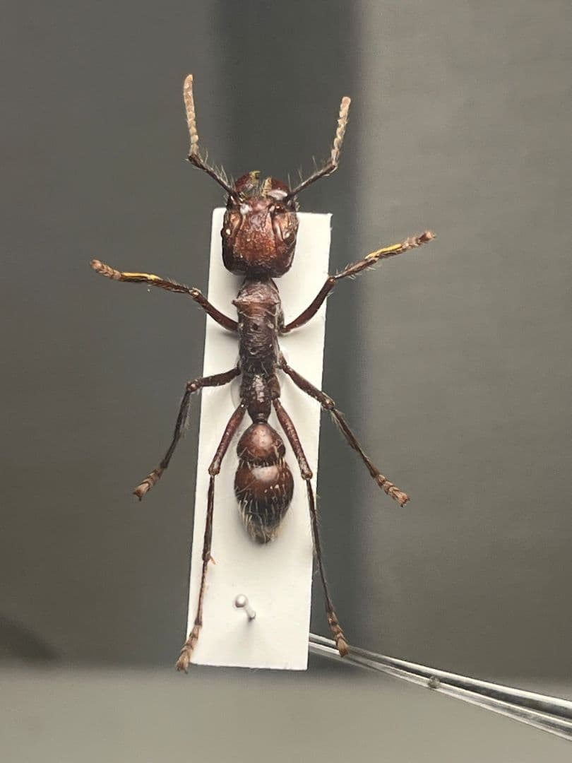 【24mm】パラポネラ アシナガアリ 標本いきもの大図鑑 蟻 クロオオアリ