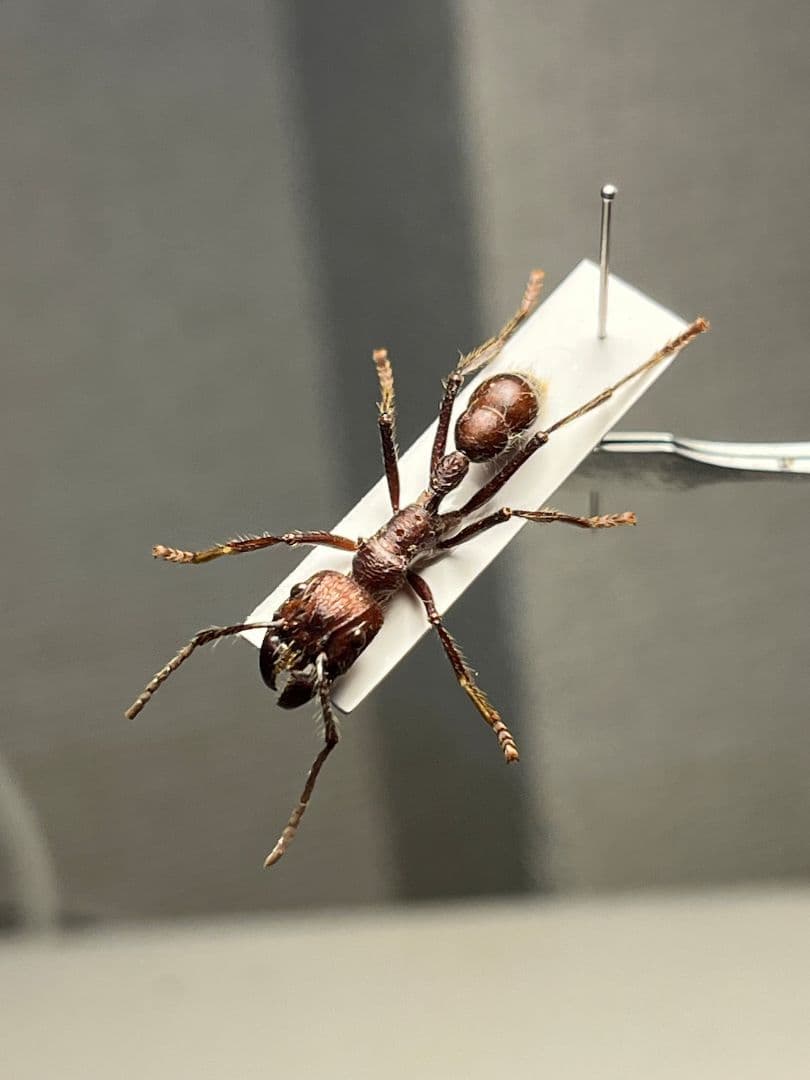 【24mm】パラポネラ アシナガアリ 標本いきもの大図鑑 蟻 クロオオアリ