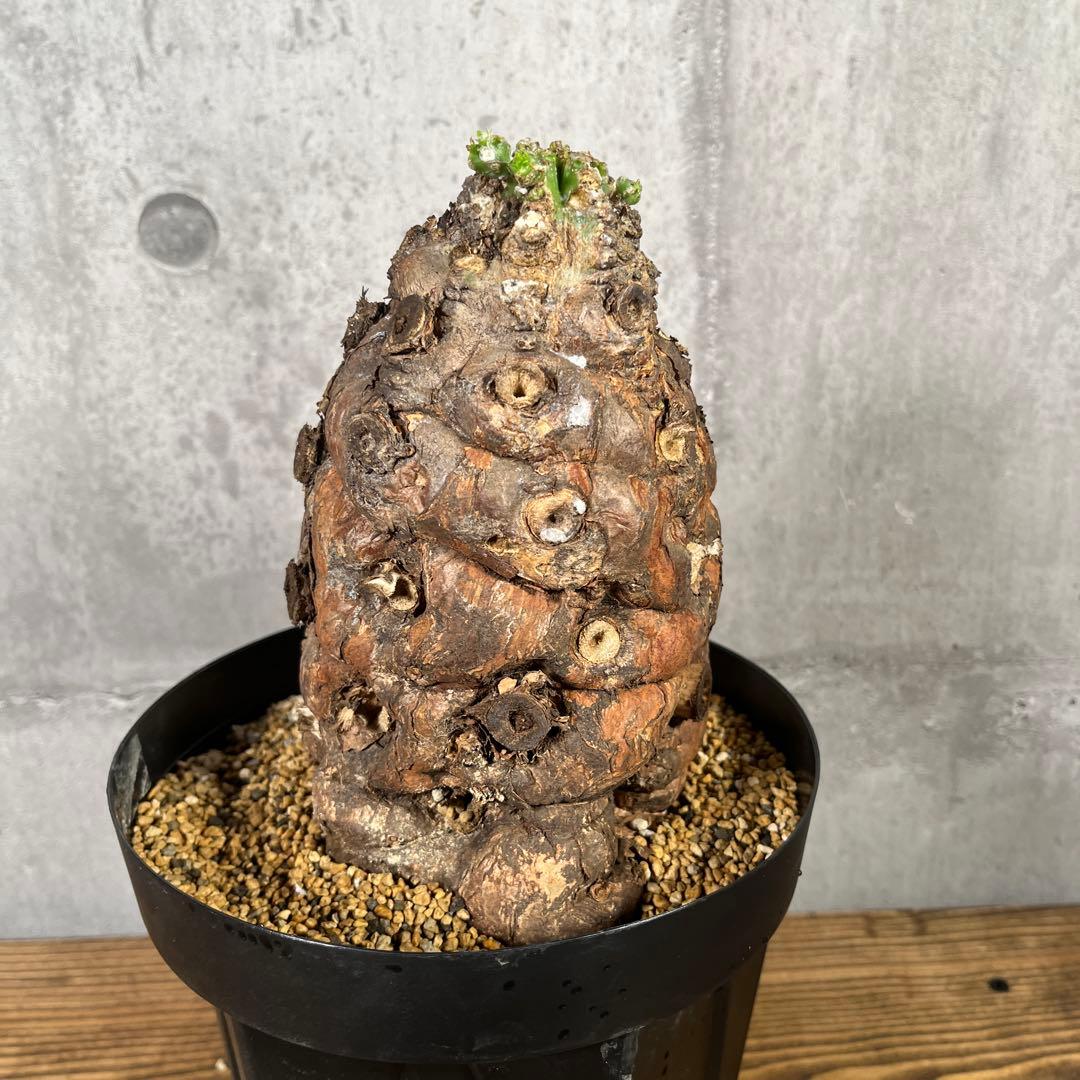 み*ん様 ユーフォルビア ムランジーナ 現地球 発根済 超大株