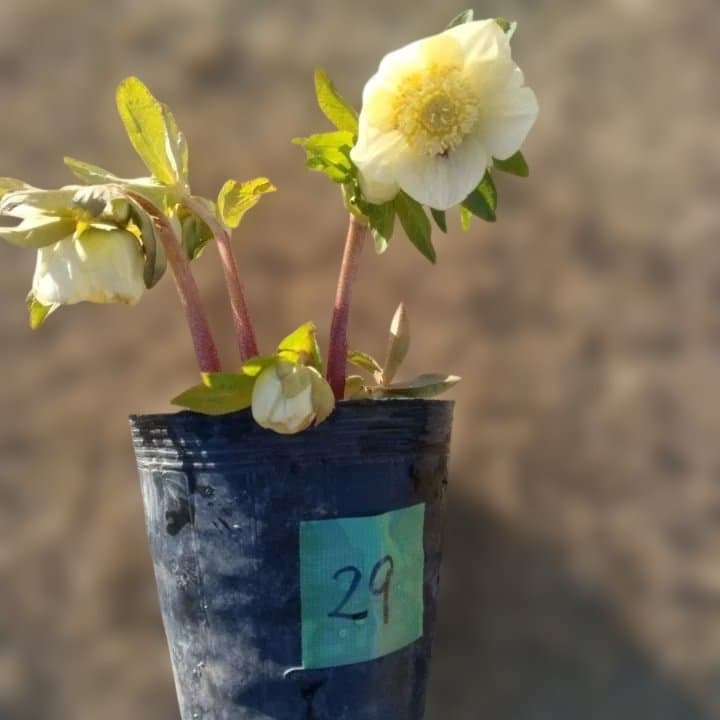 加藤農園。多弁系ゴールドフラッシュ。クリーム色の花の苗 No29