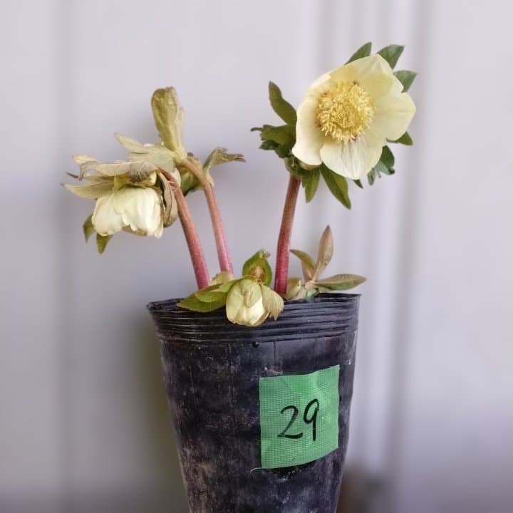 加藤農園。多弁系ゴールドフラッシュ。クリーム色の花の苗 No29