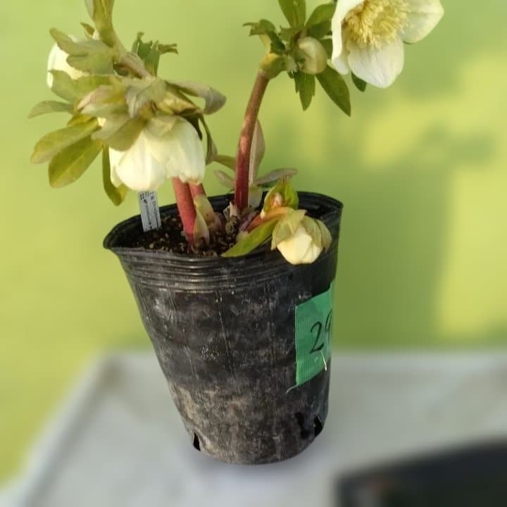 加藤農園。多弁系ゴールドフラッシュ。クリーム色の花の苗 No29