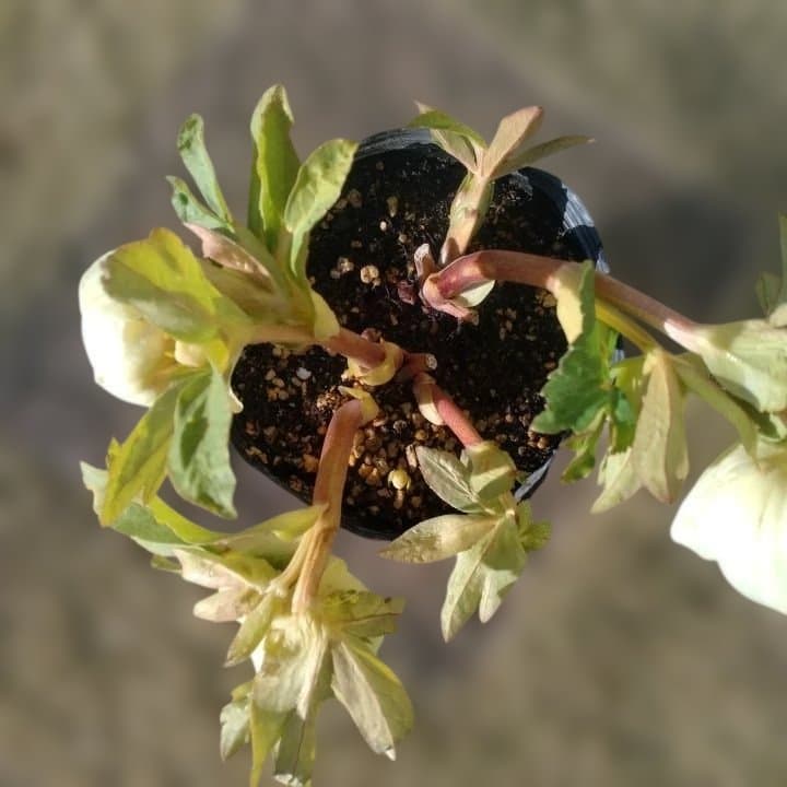 加藤農園。多弁系ゴールドフラッシュ。クリーム色の花の苗 No29