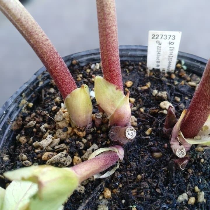 加藤農園。多弁系ゴールドフラッシュ。クリーム色の花の苗 No29