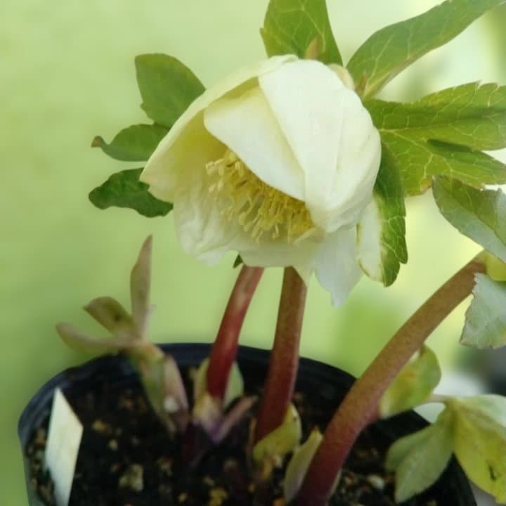 加藤農園。多弁系ゴールドフラッシュ。クリーム色の花の苗 No29