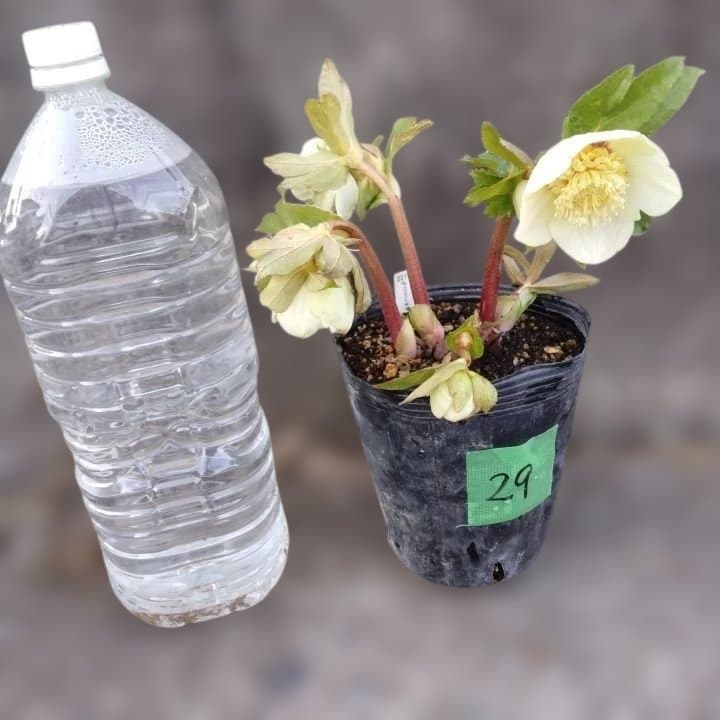 加藤農園。多弁系ゴールドフラッシュ。クリーム色の花の苗 No29