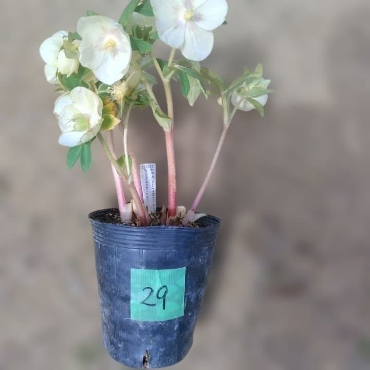 加藤農園。多弁系ゴールドフラッシュ。クリーム色の花の苗 No29