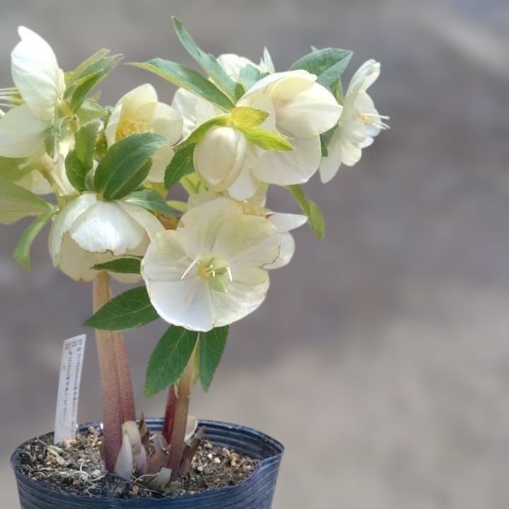 加藤農園。多弁系ゴールドフラッシュ。クリーム色の花の苗 No29