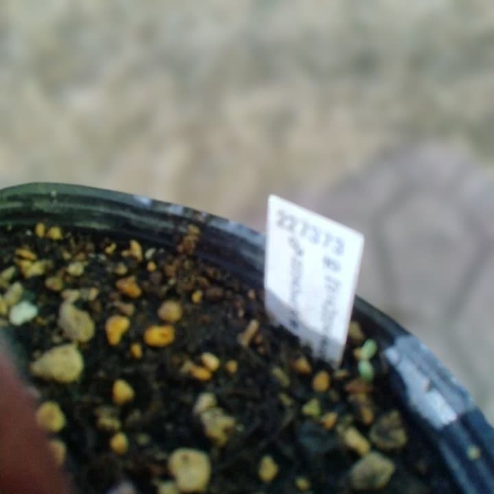 加藤農園。多弁系ゴールドフラッシュ。クリーム色の花の苗 No29