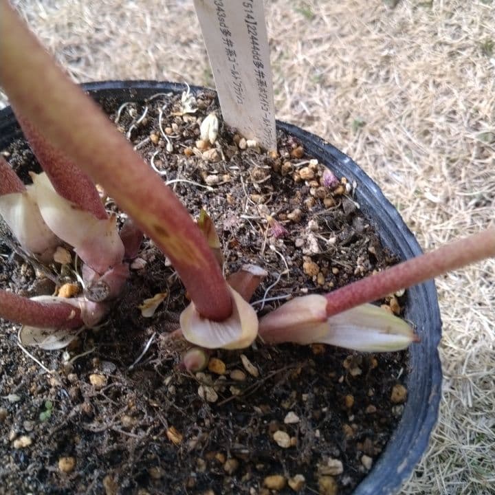 加藤農園。多弁系ゴールドフラッシュ。クリーム色の花の苗 No29