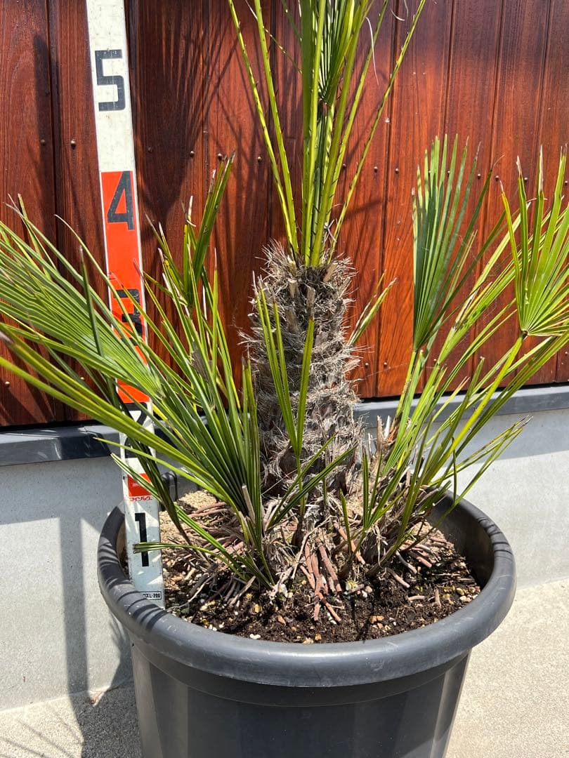 チャメロプス　ドライガーデン　カルフォルニアスタイル　ヤシの木　送料込価格