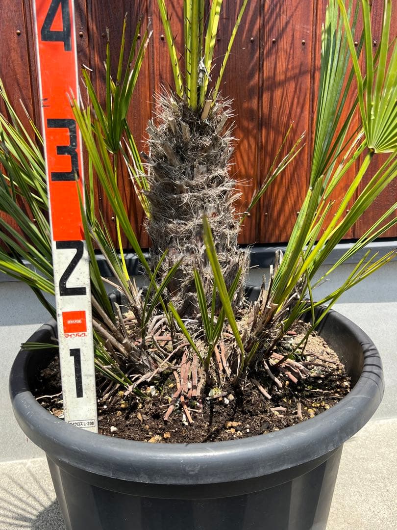 チャメロプス　ドライガーデン　カルフォルニアスタイル　ヤシの木　送料込価格