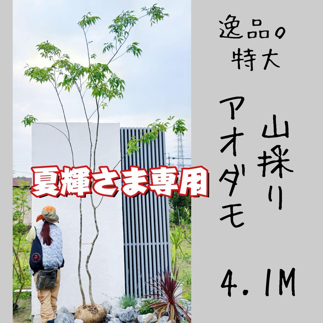 夏輝リクエスト2点