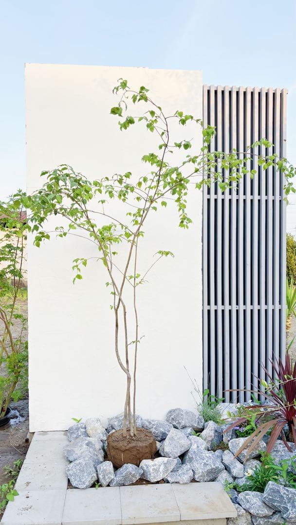 夏輝リクエスト2点