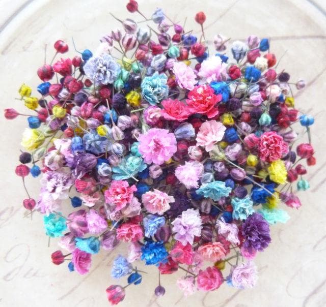 biidoro.0708様◆【ドライフラワー】かすみ草の蕾 着色（824）