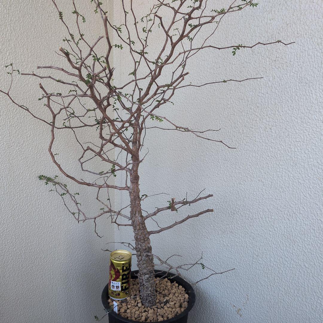 オペルクリカリア　パキプス　ボコ肌　大株（鉢付き）