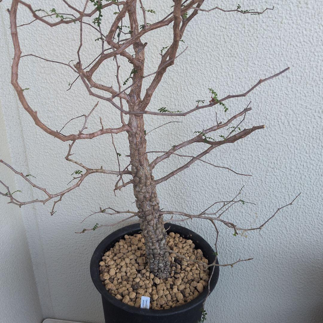 オペルクリカリア　パキプス　ボコ肌　大株（鉢付き）