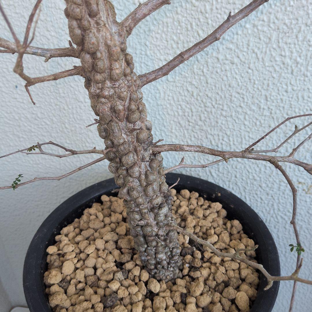 オペルクリカリア　パキプス　ボコ肌　大株（鉢付き）