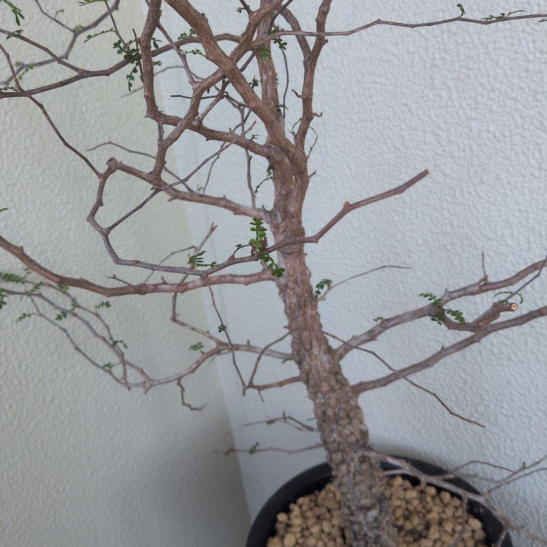 オペルクリカリア　パキプス　ボコ肌　大株（鉢付き）