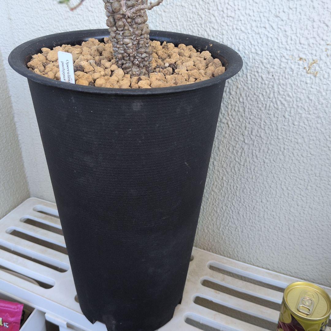 オペルクリカリア　パキプス　ボコ肌　大株（鉢付き）