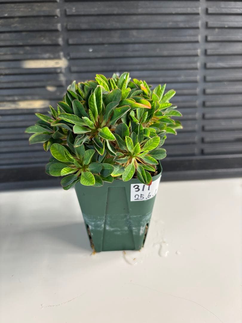 ユーフォルビアギラウミニアナ　実生　No.311