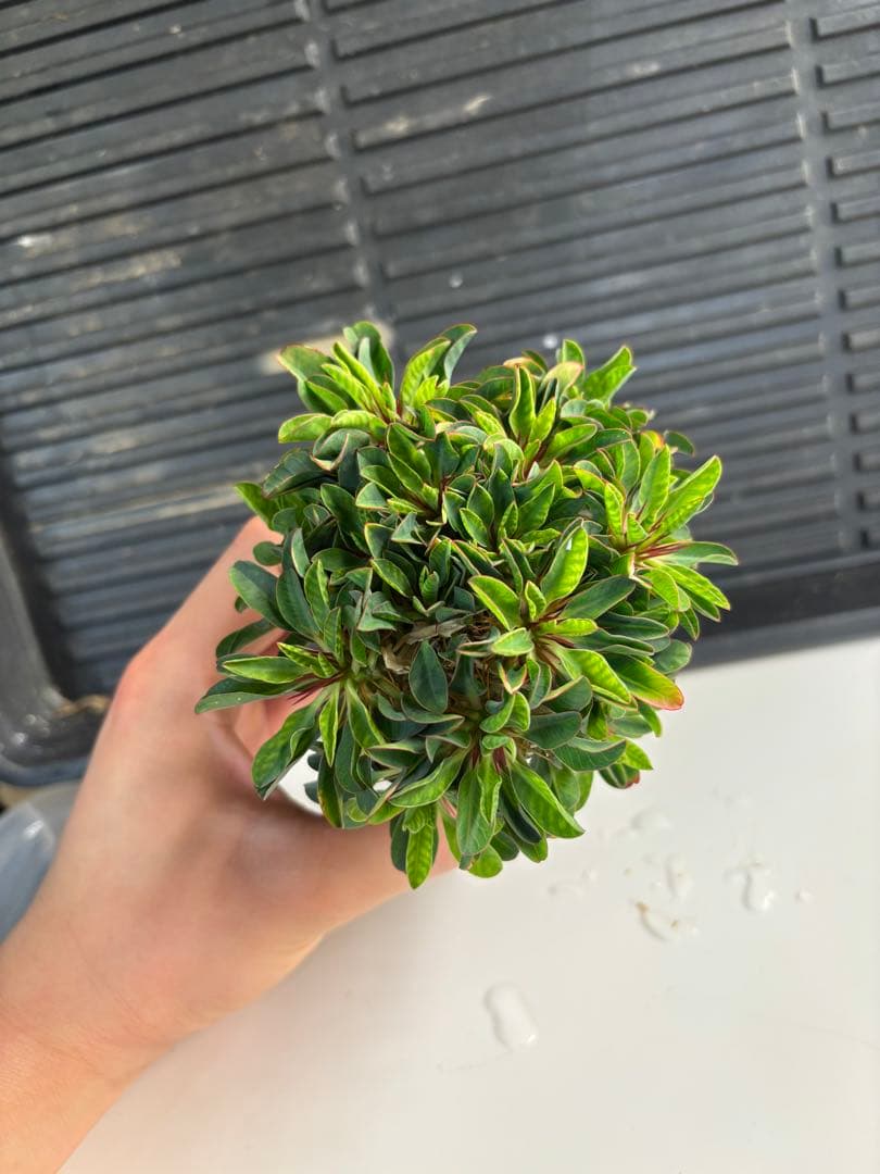 ユーフォルビアギラウミニアナ　実生　No.311