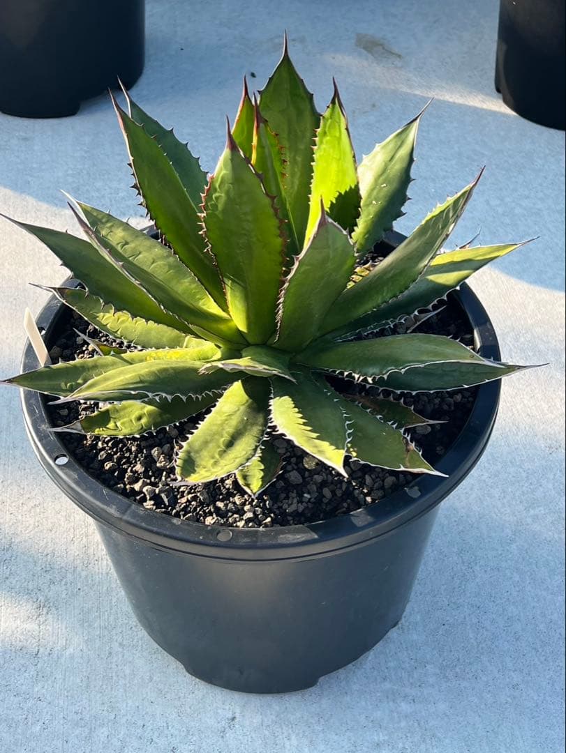 アガベ ホリダ　直接引き取り限定