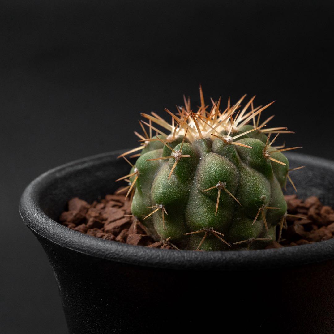 コルムナアルバ x 輸入球 （実生） コピアポア 孤竜丸 #227