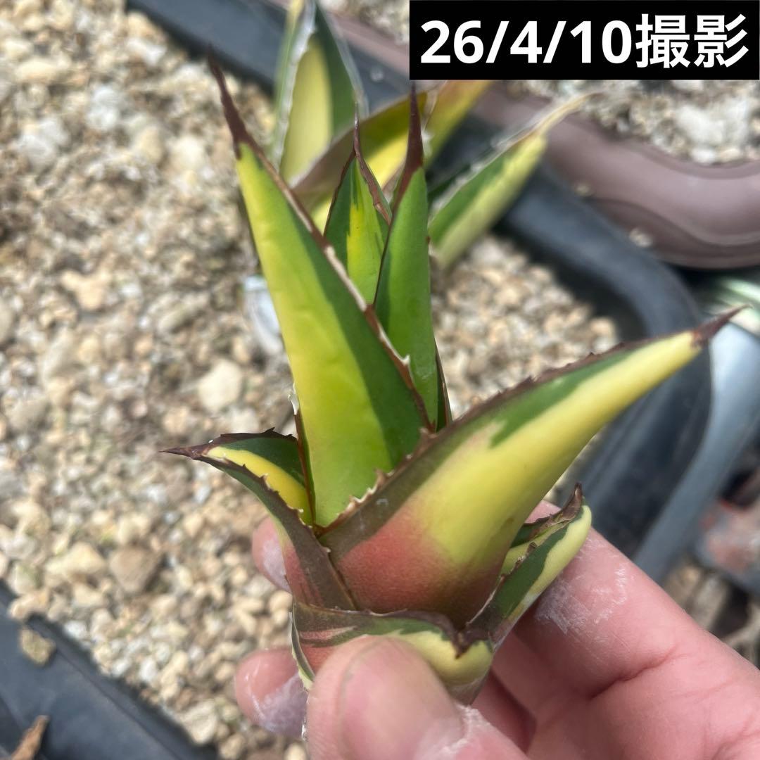 アガベ　パープソラム錦　未発根　抜き苗発送