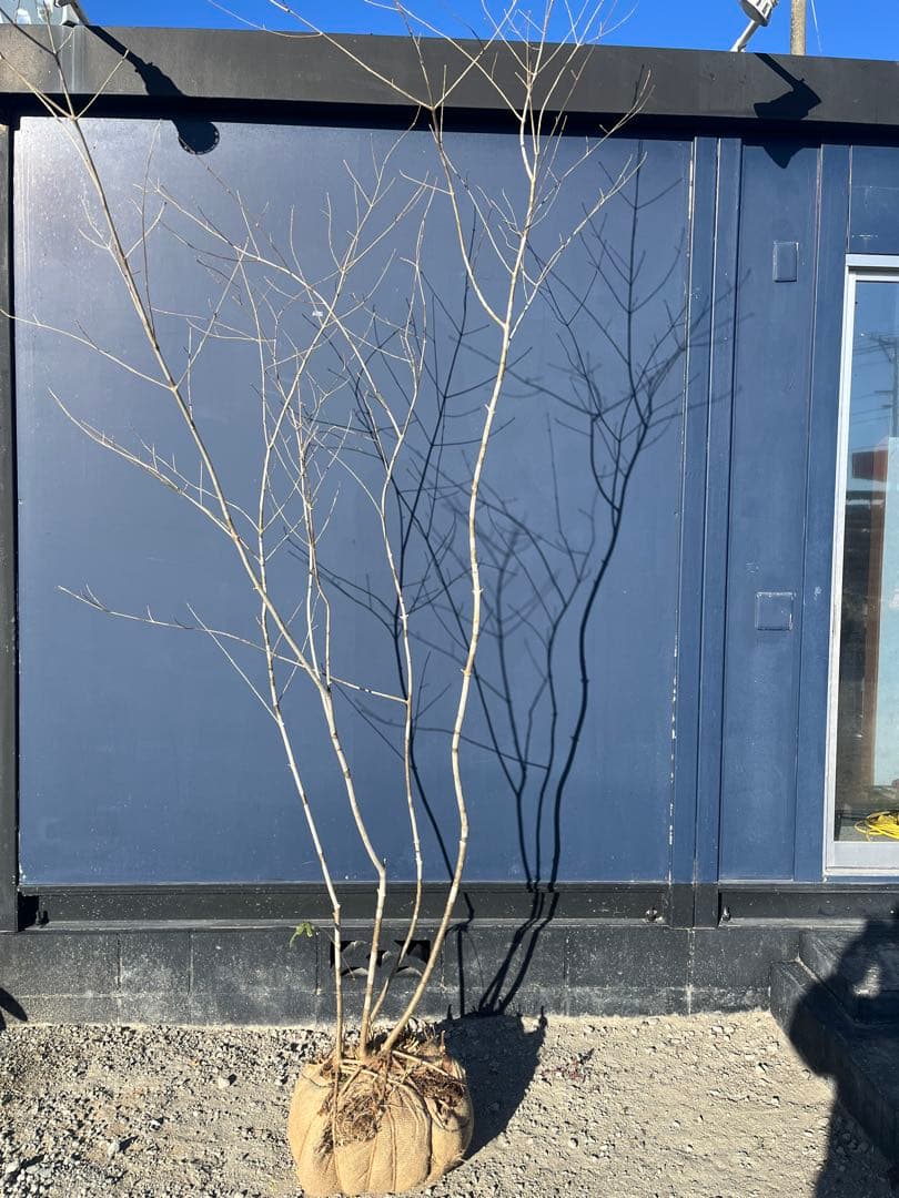 天然樹形 アオダモ - 白斑点模様の美しい株立ち