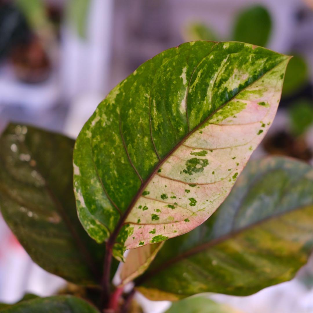 Anthurium Hookeri Sweeta Pink Polkadot ②